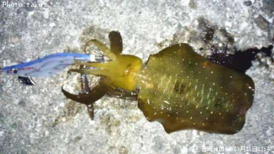 �����ꥤ��