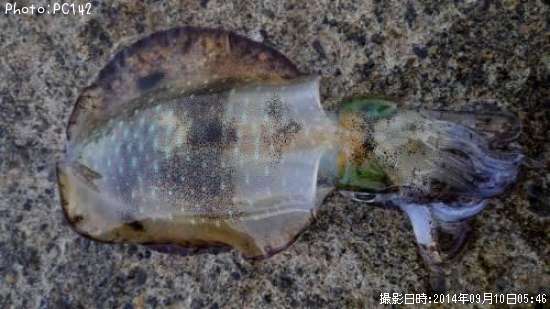 �����ꥤ��