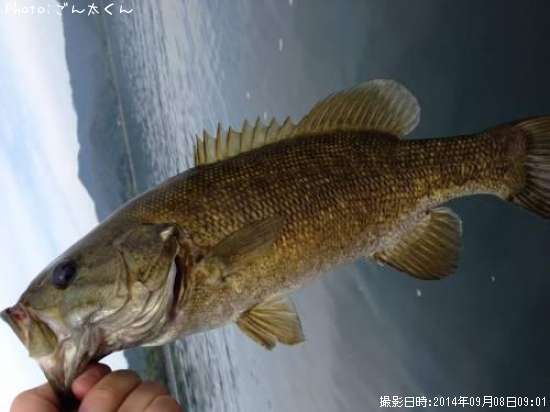 ���⡼��ޥ����Х�