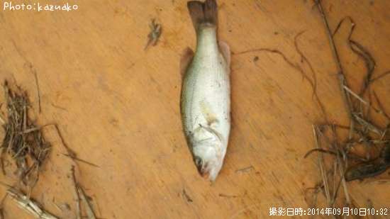 �֥�å��Х�