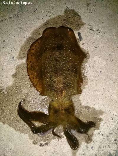 �����ꥤ��