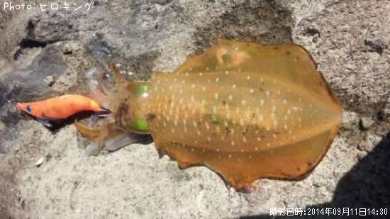 �����ꥤ��