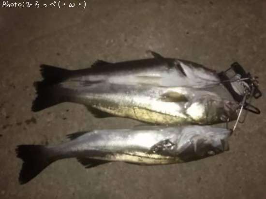 �����Х�