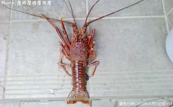 ������Ϸ