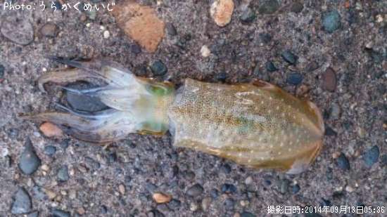 �����ꥤ��