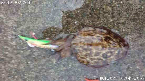 ��������