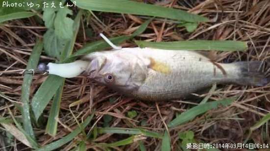 �֥�å��Х�