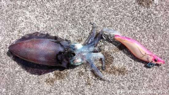 �����ꥤ��