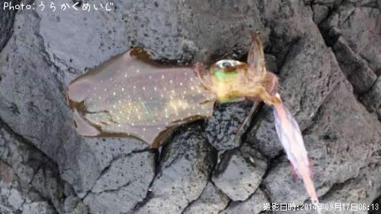 �����ꥤ��