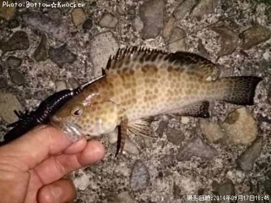 �������ϥ�