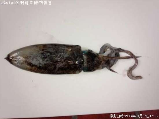 �����ꥤ��