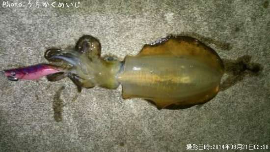 �����ꥤ��