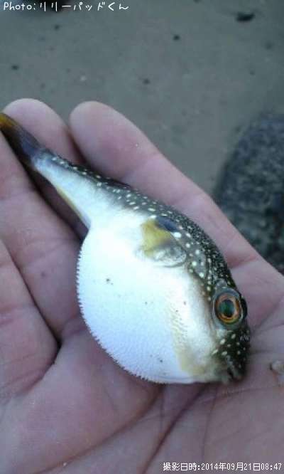 �󤭴�λ�������ǥ��������ե�