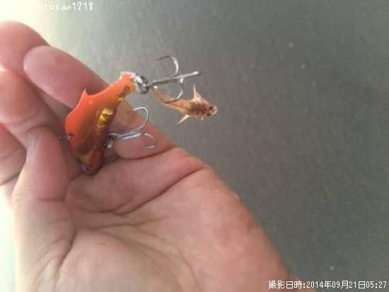 �ޥ�����������