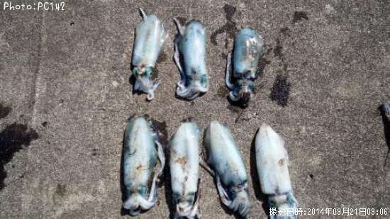 �����ꥤ��