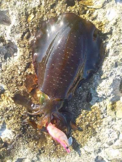 �����ꥤ��