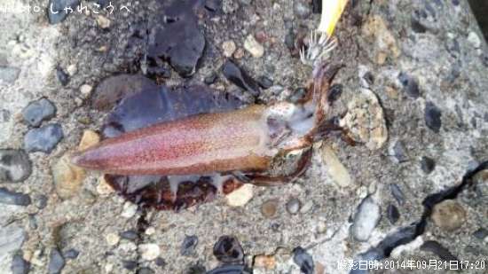 �����ꥤ��