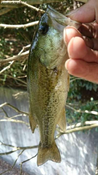 �֥�å��Х�