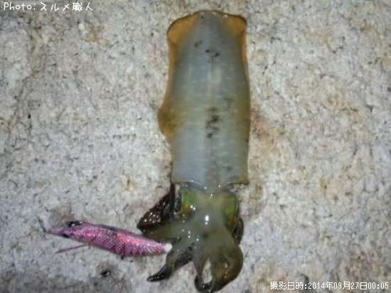 �����ꥤ��