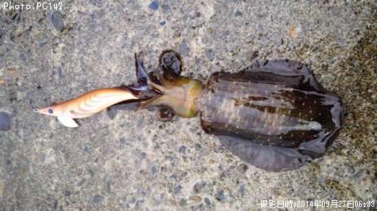 �����ꥤ��