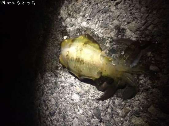 �����ꥤ��