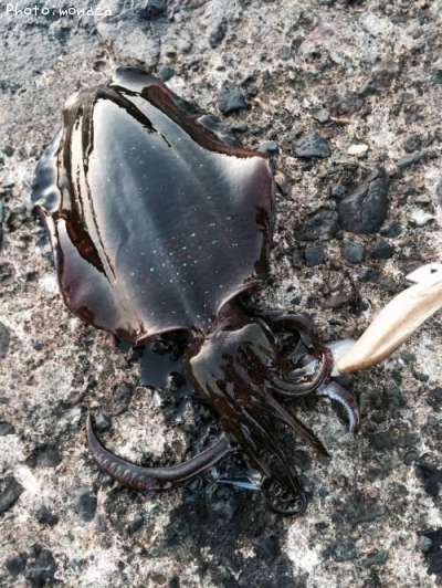 �����ꥤ��