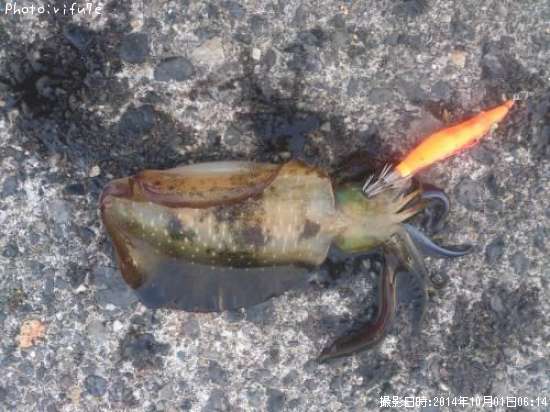 �����ꥤ��