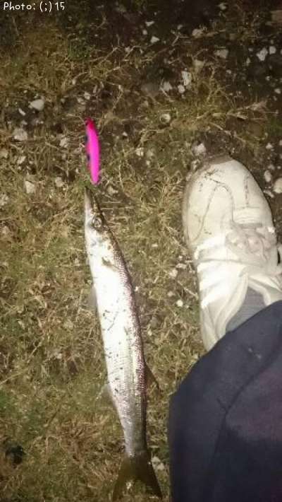 �ǥ����ޥ�