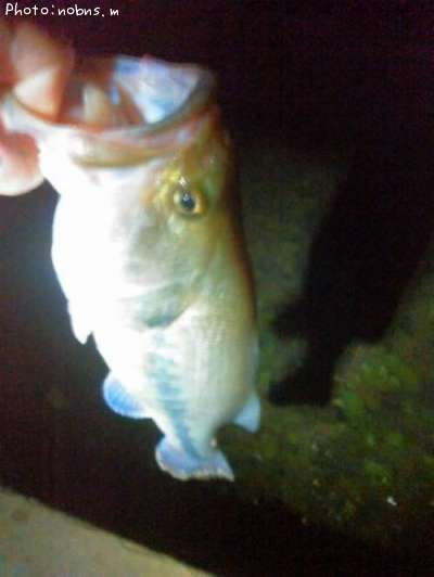 �֥�å��Х�