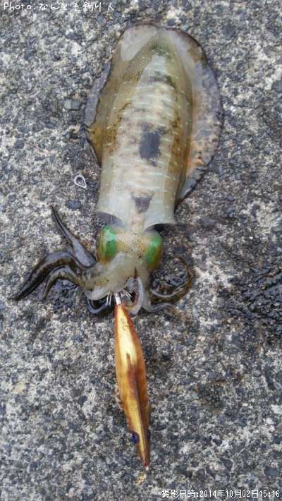 �����ꥤ��