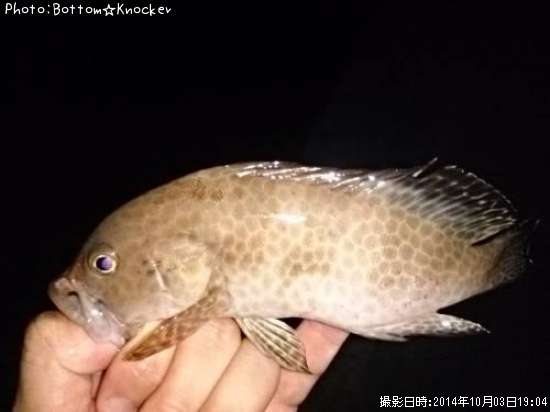 �������ϥ�