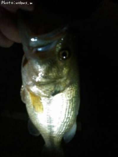 �֥�å��Х�