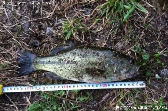 �֥�å��Х�