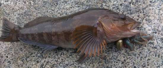 �����ʥ�