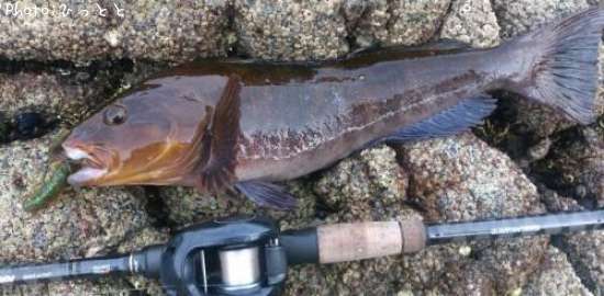 �����ʥ�