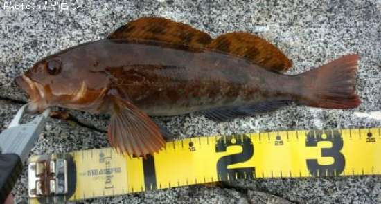 �����ʥ�