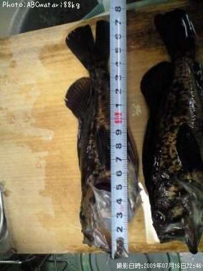 �����Υ���Х�