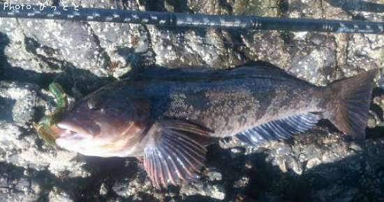 �����ʥ�