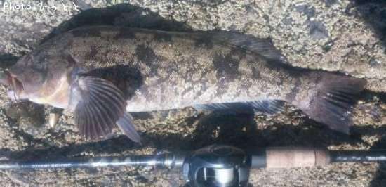 �����ʥ�