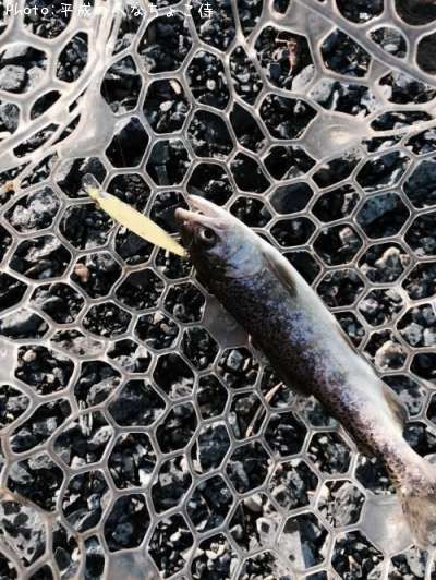 �����ۥ������