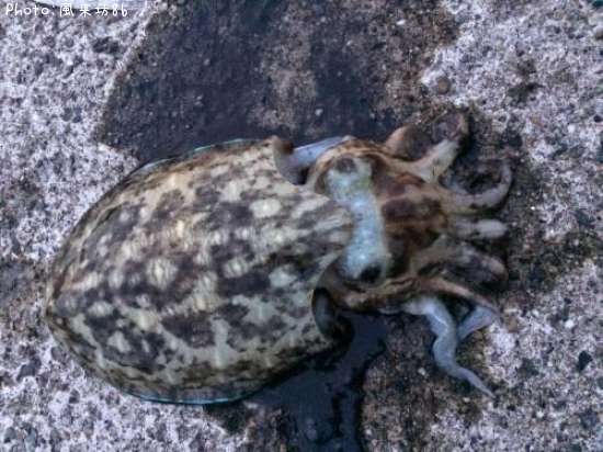 ��󥴥�����