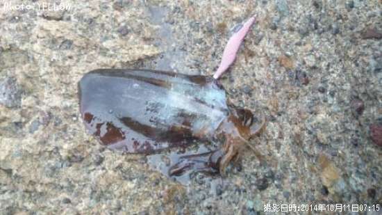 �����ꥤ��