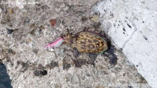 ��󥴥�����