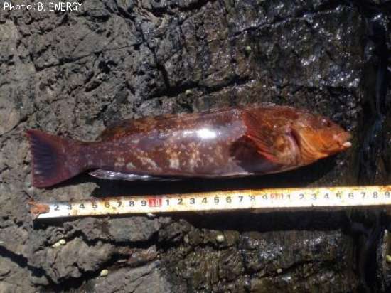 �����ʥ�