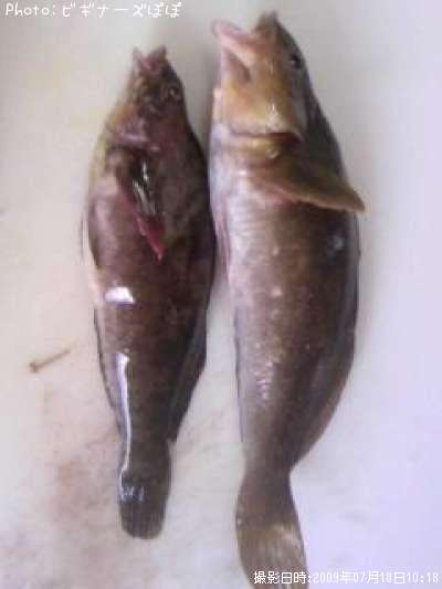 �����ʥ�