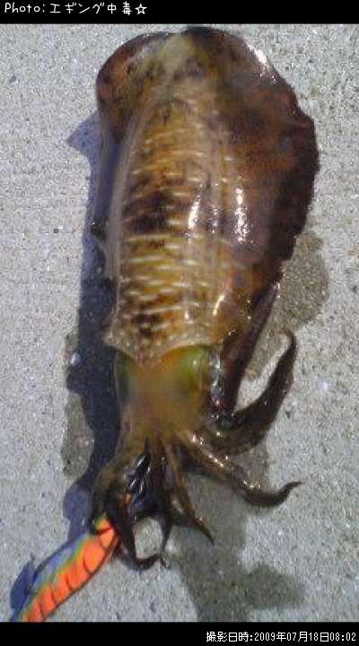 �����ꥤ��