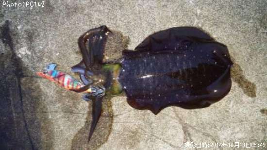 �����ꥤ��