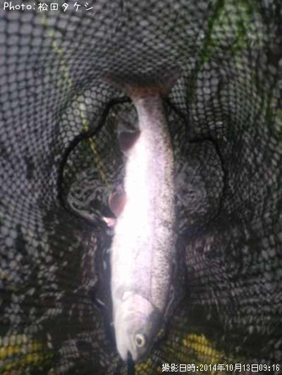 �쥤��ܡ��ȥ饦��