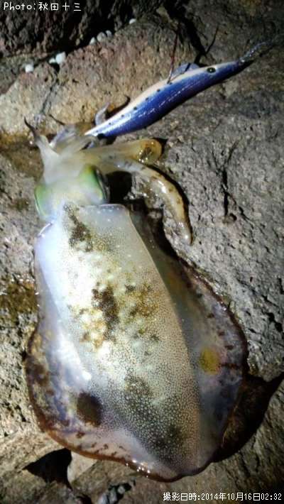 �����ꥤ��