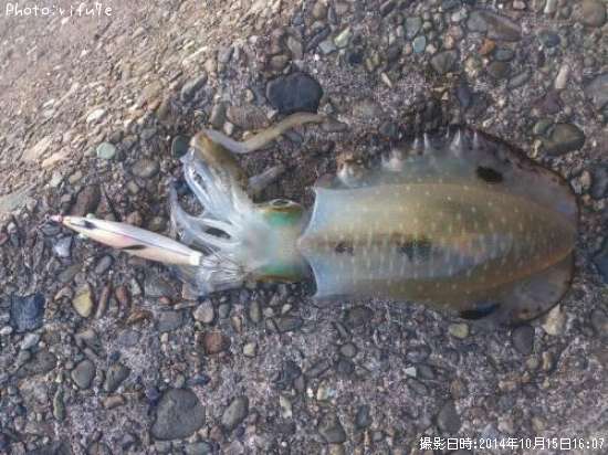 �����ꥤ��